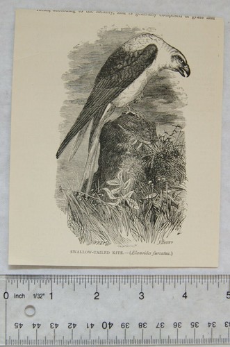 Vintage engraving