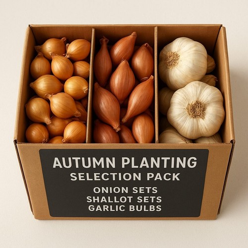Autumn planting onion shallot - autumn,
