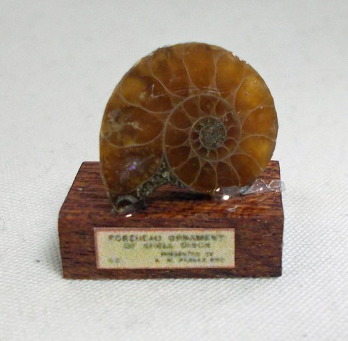 Ammonite jurassic madagascan - jurassic,