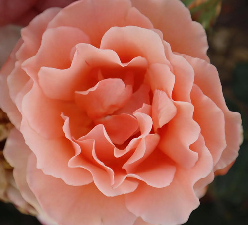 Sweet jessica potted standard - sweet,