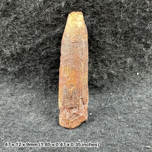 Rebbachisaurus dinosaur tooth - dinosaur,