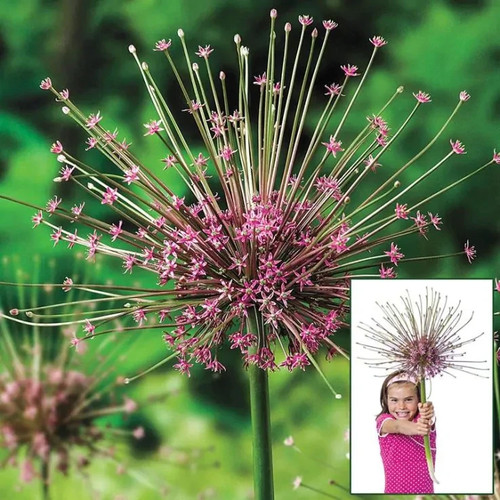 Giant allium schubertii - 6,