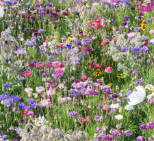 UK Wild Flower Meadow Seeds