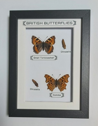 Taxidermy real framed british - taxidermy,