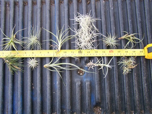 Variety pack bromeliad - variety,