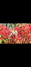 3 X Potted Pieris Forest Flame