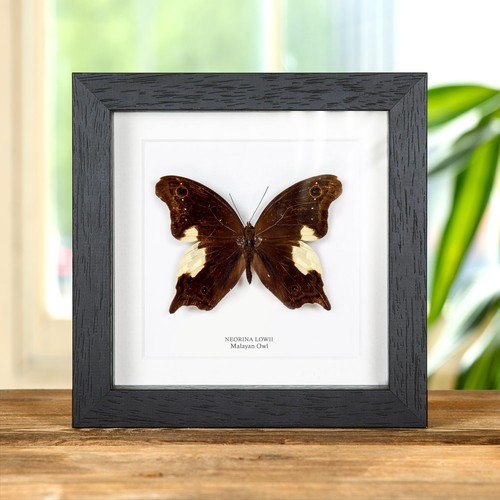 Malayan owl butterfly - malayan,