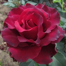 Hommage A Barbara - 5.5lt