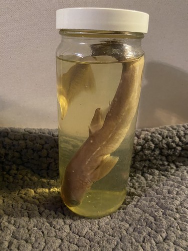 Vintage embalmed shark pup - shark,