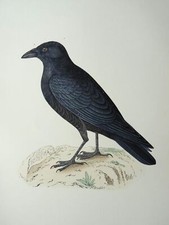 c1870 Antique Print THE CROW