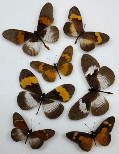 Real butterfly moth - real,