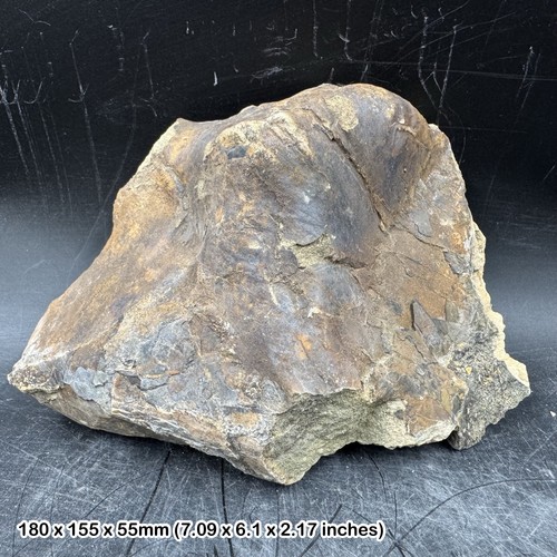 Iguanodon bone fossil dinosaur - bone,