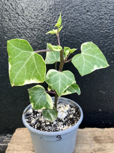 Senecio macroglossus - senecio,