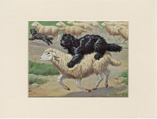 HUNGARIAN PULI OLD 1958 DOG ART PRINT MOUNTED Artist WALTER A WEBER