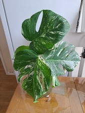 Rooted highly variegated