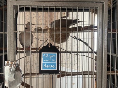 Doves cage sign all you - sign,