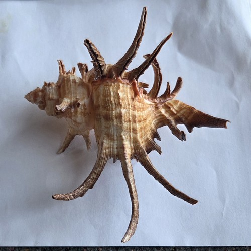 Murex chicoreus cornucervi - murex,