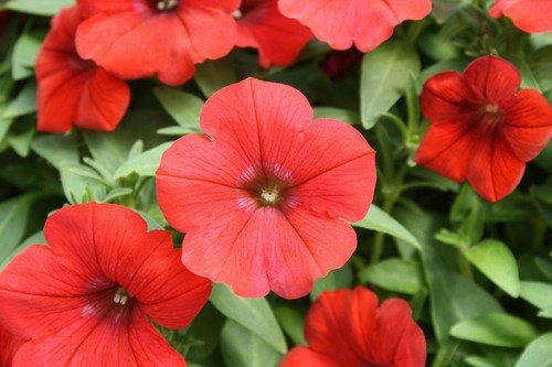 250 petunia nana - petunia,