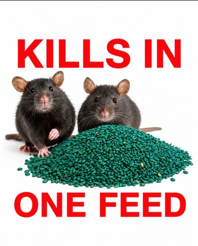 Rodent poison bait - poison,