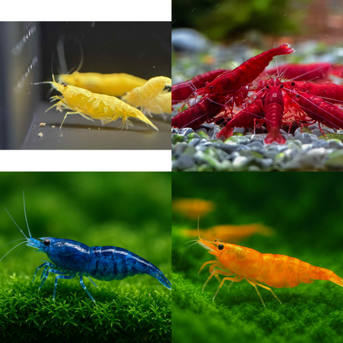 Mix color neocaridina - color,