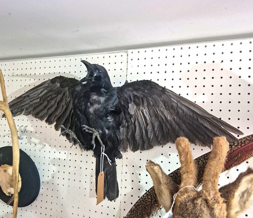 Taxidermy crow wall mount - crow,