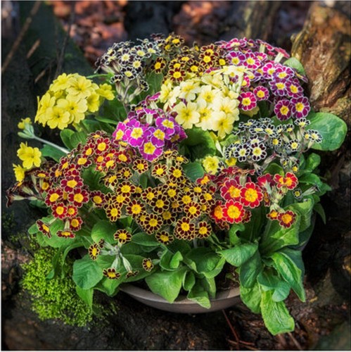 Primula victoriana mixed - victoriana,
