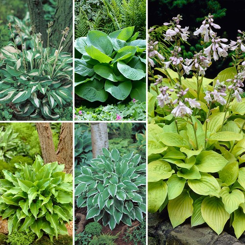 Hosta bare root plants - bare,