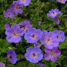 Geranium Hardy Azure RushÂ® Perennial Plug Plants Pack x6 