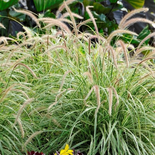 Pennisetum sky rocket - sky,