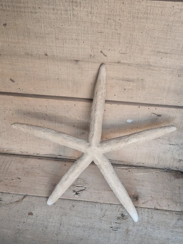 Taxidermy starfish home decor - home,
