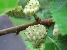 White Mulberry - Morus alba -