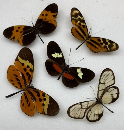 Real butterfly specimens - butterfly,