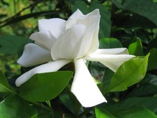 GUMMY GARDENIA - GARDENIA GUMMIFERA 10+ SEEDS W 259