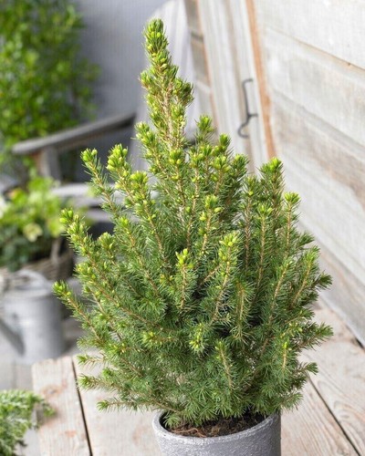 Christmas tree picea conica - picea,