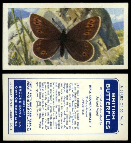 Small mountain ringlet - mountain, #3
