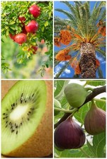 60 FRUIT SEEDS PACK- KIWI