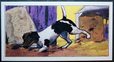 FOX TERRIER   Ratting in Barn   Vintage 1970's Illustrated Card  EE22M