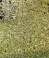 Duckweed floating plants aquarium Tropical Fish Shrimp tank Pond Plant 15g 1000+