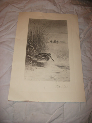 Jack snipe art - art,