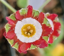 Primula auricula 'Grower's
