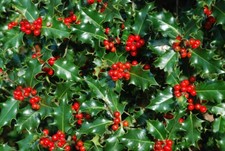 2 Holly Hedging Plants Native Evergreen Ilex Aquilfolium Fast Growth 35-50cm