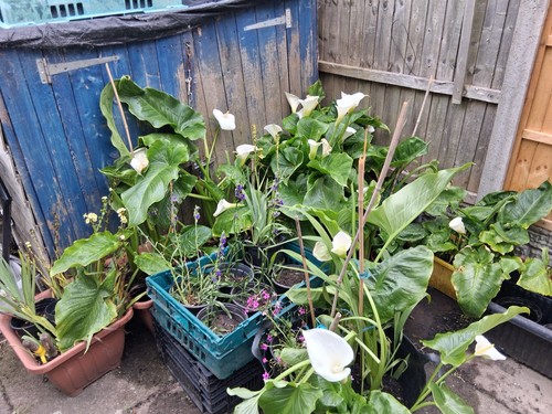 Plants arum lillies - plants,