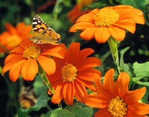 Tithonia goldfinger mexican - tithonia,