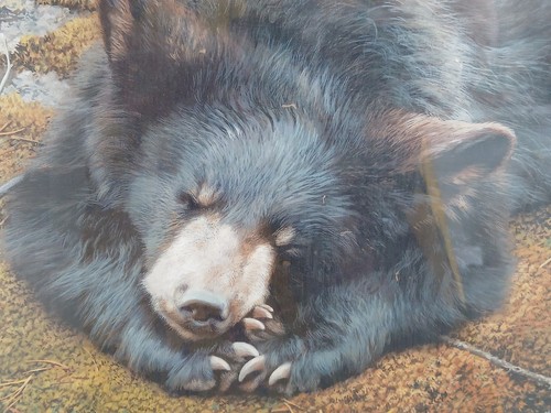 Carl brenders bearly asleep - brenders, asleep"