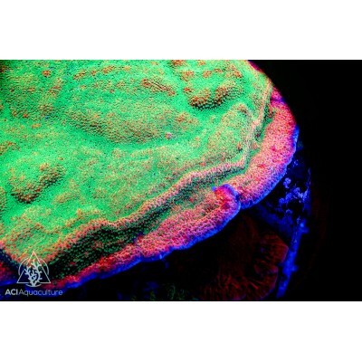 Aci cultured tropic thunder - cultured,