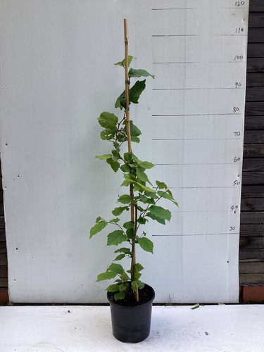 Hazel tree - , avellana)