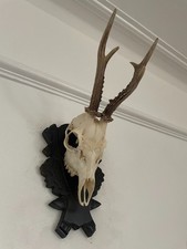 Antlers on top half of skull