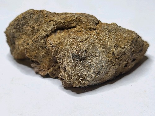 Rex caudal vertebra - *t-rex*,