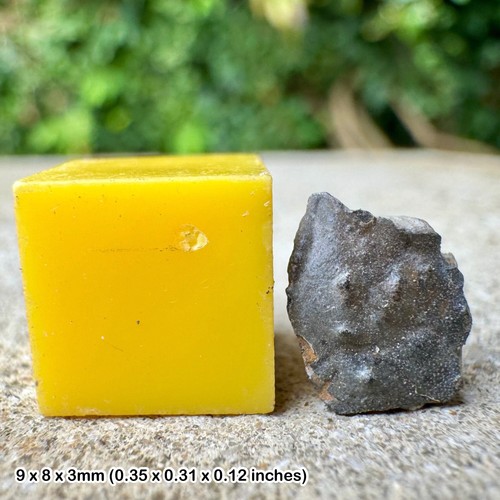 Genuine fossil crab fragment - ,