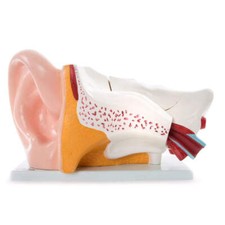 66fit™ Anatomical Giant Ear Model - Medical Training Aid